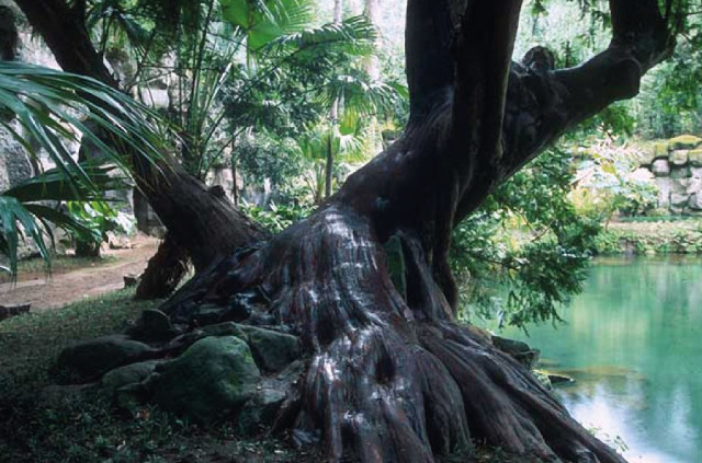 Giornata Nazionale Degli Alberi Alla Scoperta Degli Alberi Del Giardino Inglese Della Reggia Di Caserta Caffe Procope Arte E Cultura Pensieri Parole E Pillole